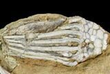 Two Fossil Crinoids (Macrocrinus)- Crawfordsville, Indiana #110565-2